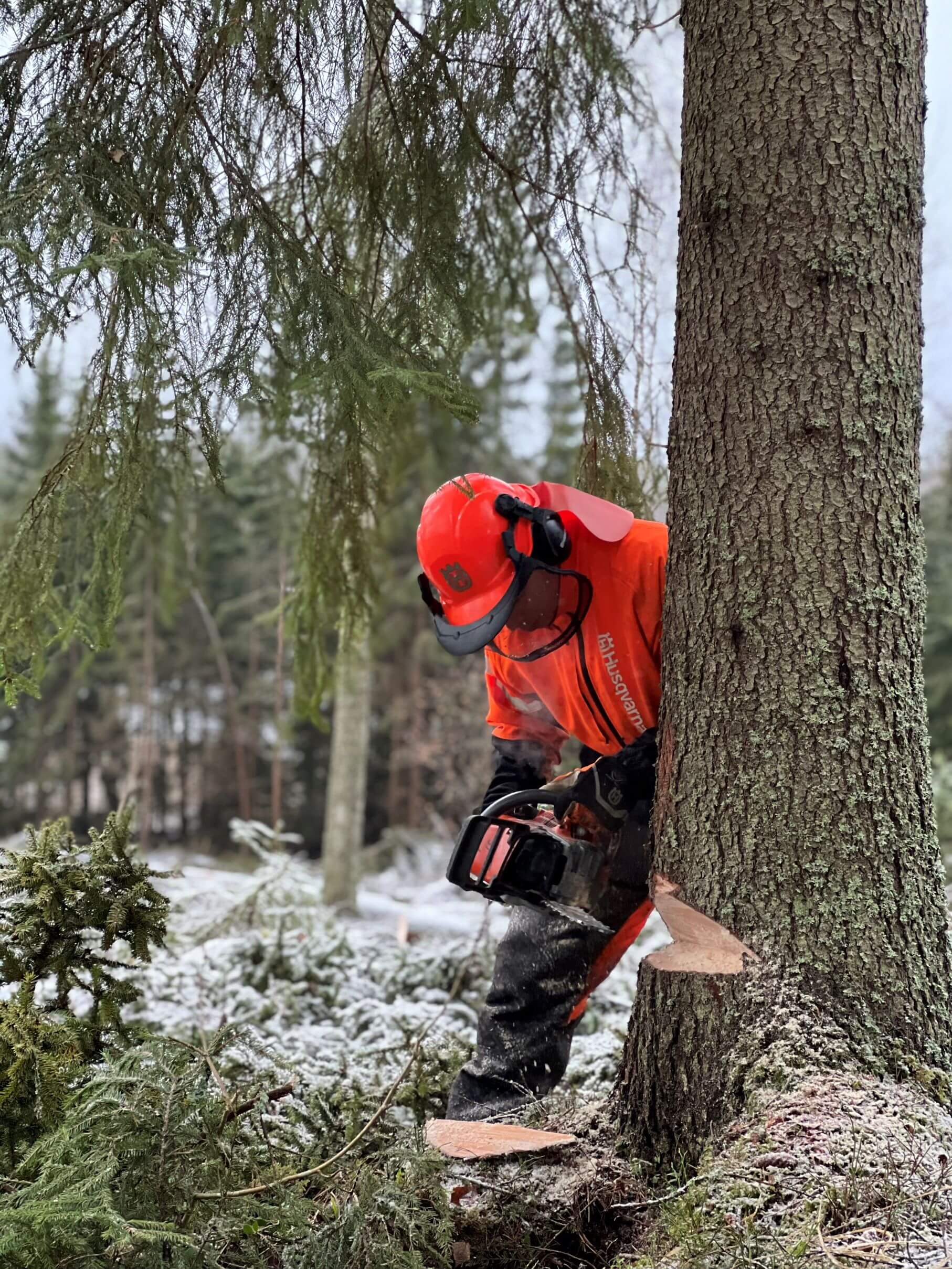 Metsuri kaatamassa puuta talvisessa metsässä.