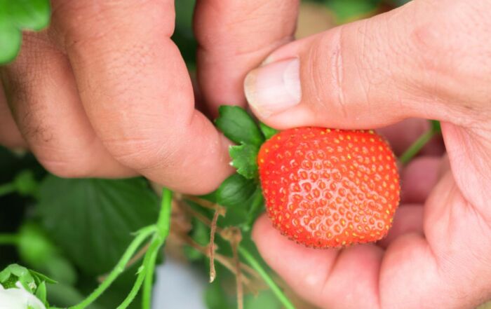 Kädet poimimassa mansikkaa.