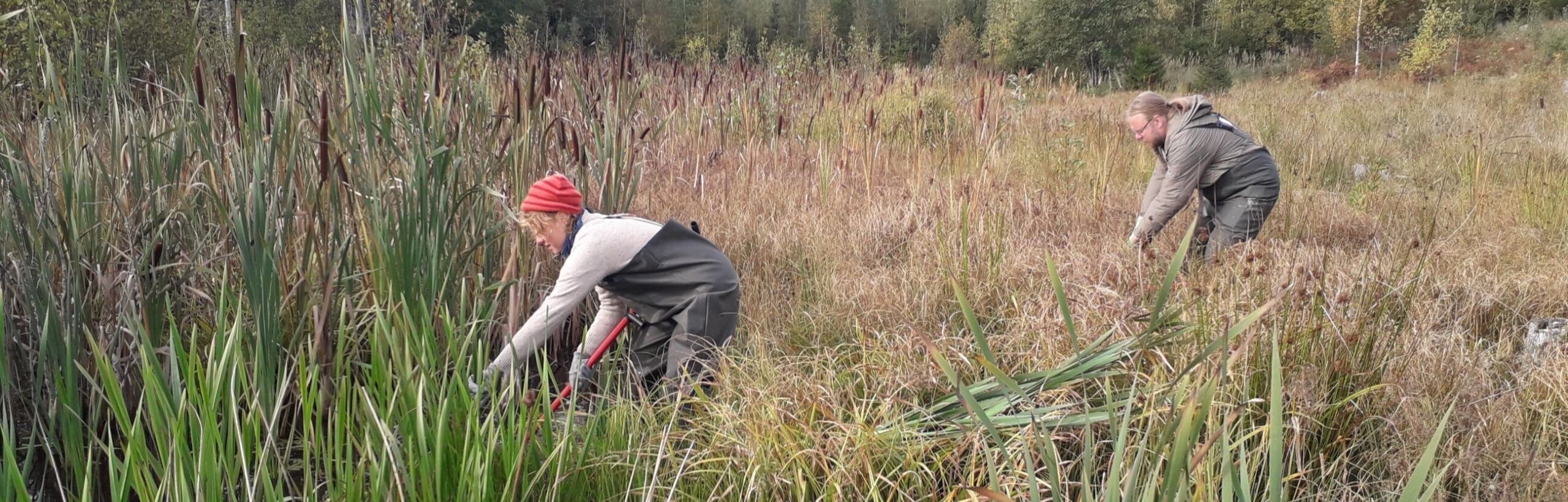 Kaksi henkilöä tekemässä kosteikkokunnostusta.