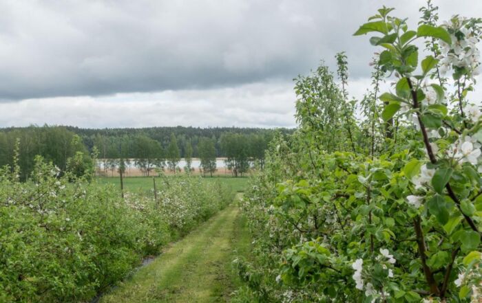 Vehreää luontoa Tuorlasta merenlahdelle kuvattuna.