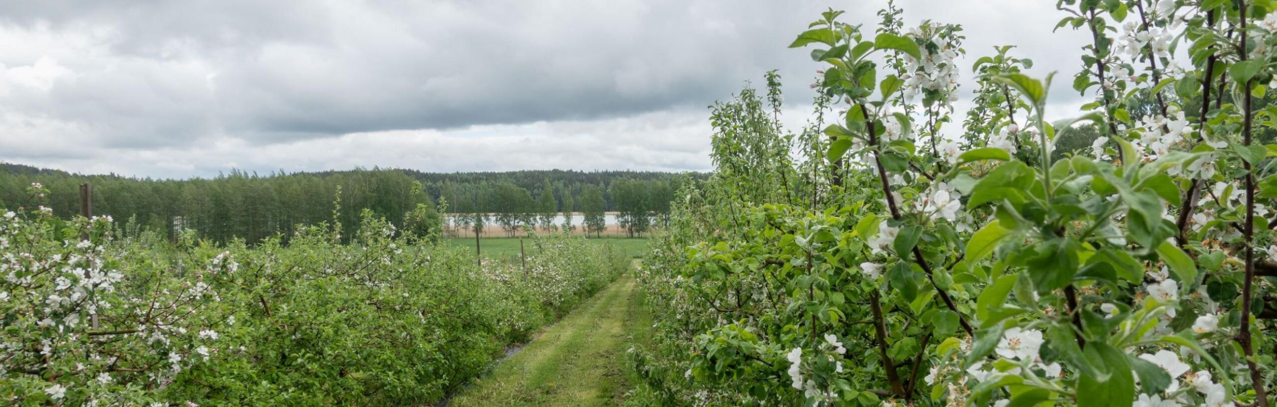Vehreää luontoa Tuorlasta merenlahdelle kuvattuna.