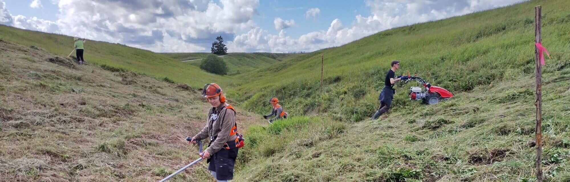 Työntekijöitä niittämässä niittyä.