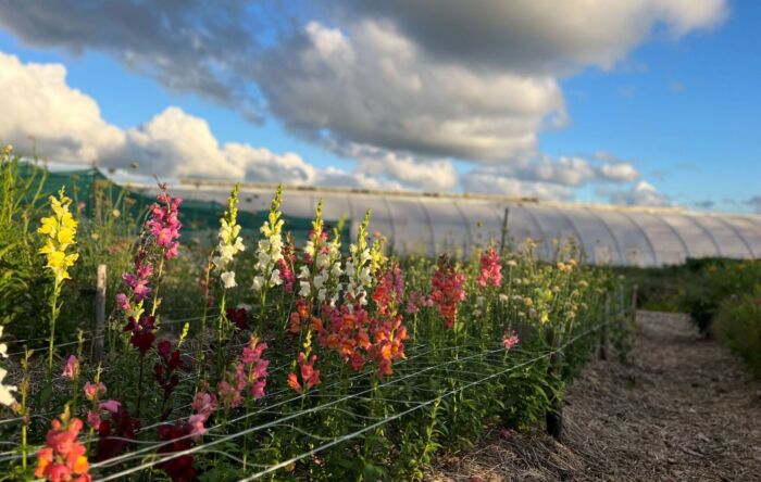 Värikkäitä leijonankitoja kasvamassa avomaalla.