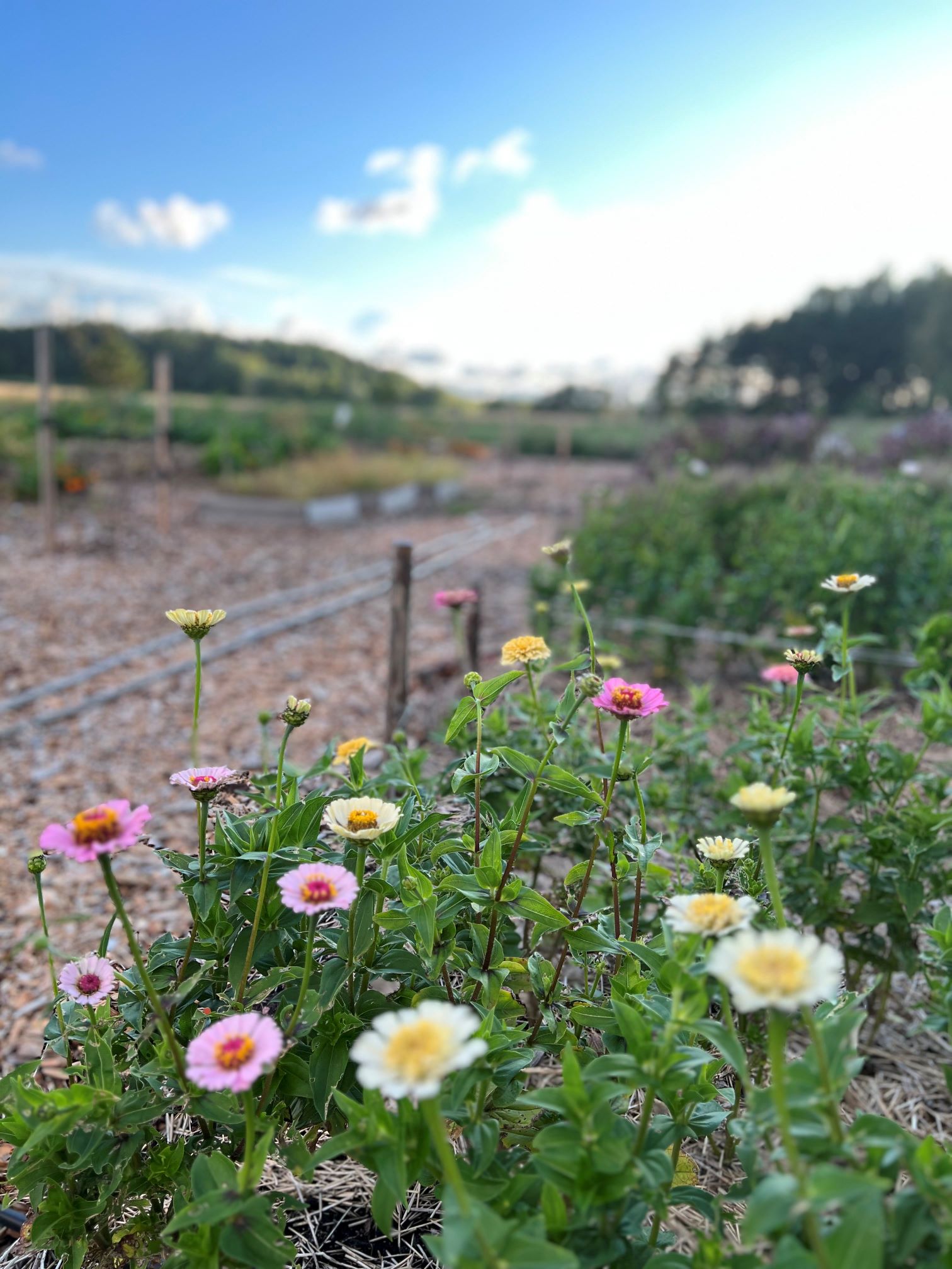 Leikkokukkia kasvamassa avomaalla.