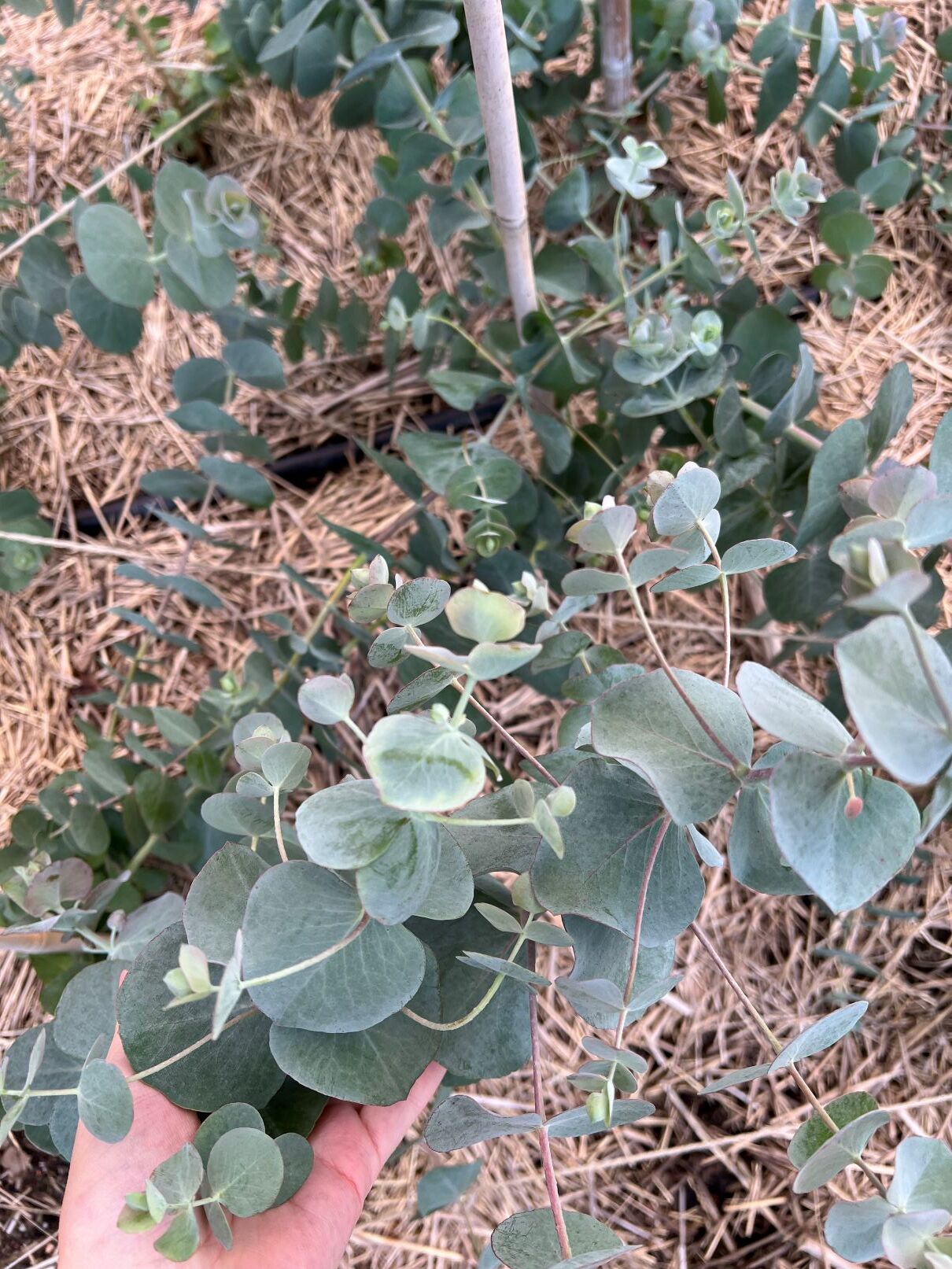 Eukalyptysta kasvamassa avomaalla.