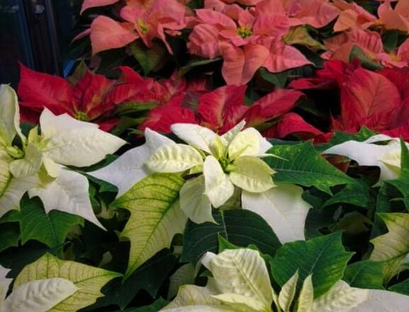 Joulutähtiä riveissä.