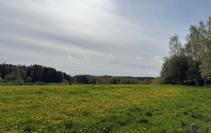 Kesäinen laidun Tuorlassa, taustalla metsää.