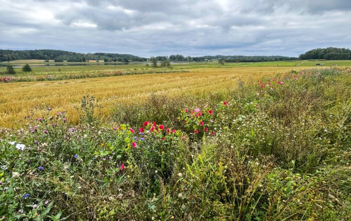Kukkapeltoa kujanneviljelylohkolla.