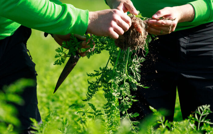 Vihreäpaitaiset hahmot nostamassa maasta multaisia porkkanoita.