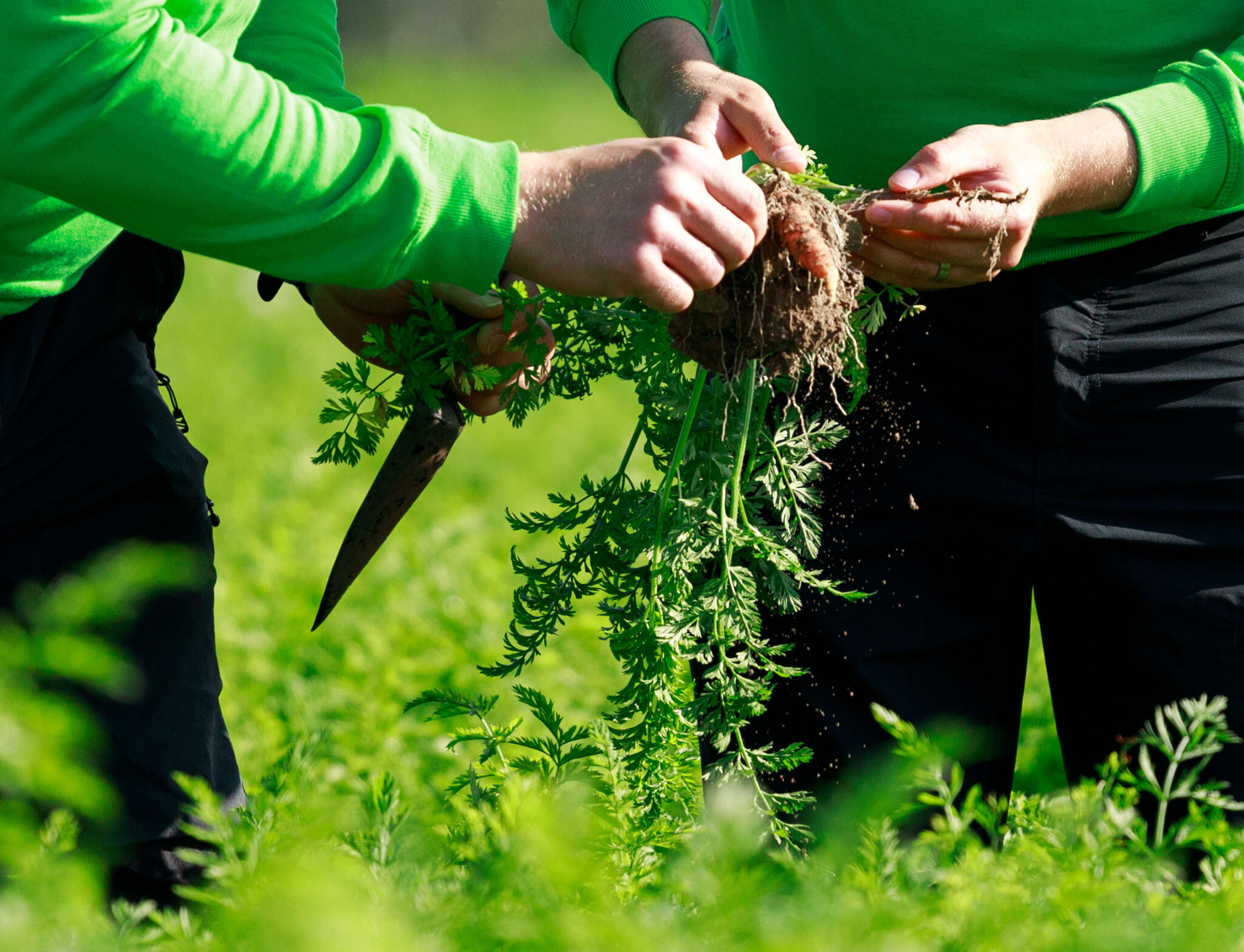 Vihreäpaitaiset hahmot nostamassa maasta multaisia porkkanoita.