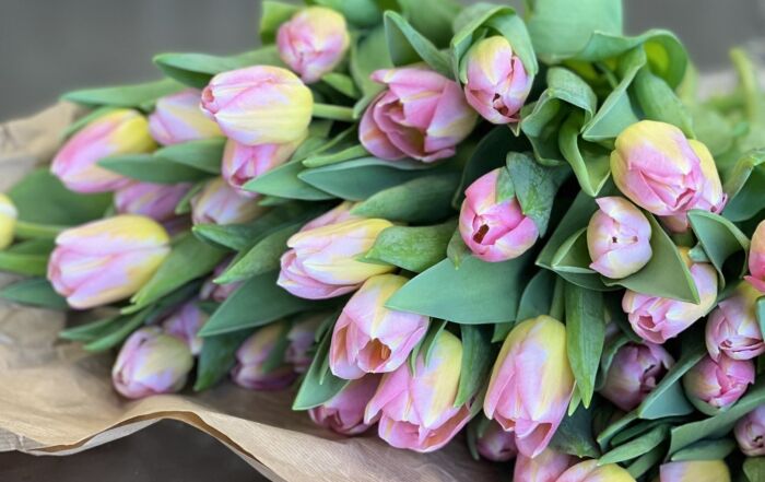 Kimppu vaaleanpunaisia tulppaaneja.