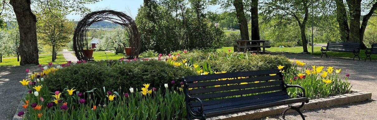 Puistomaisema tammilehdossa, etualalla penkki ja tulppaani-istutuksia.